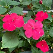 Image result for Impatiens eryaleia