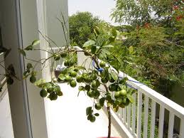 They range from the dwarf lemon tree, which can grow 2 to 8 feet (.61 to 2.44 m), to standard trees that can reach 15 feet (4.6 m) or higher. Leaves Yellowing On My Lemon Tree Ubc Botanical Garden Forums