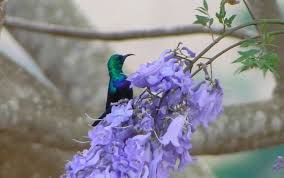 Bird S Eye View The Tsavo Sunbird Cinnyris Tsavoensis Is A Small Passerine Bird Of Kenya And Tanzania It Is Sometimes Purple Band Passerine Bird Birds Eye
