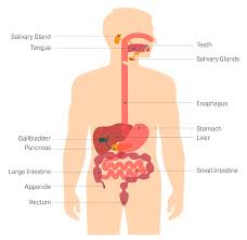 Tucked in the upper right abdomen under the ribs and below the diaphragm, it holds up to 13 percent of a person's blood supply and is a star player in the digestive system. Toxtutor Gastrointestinal Tract