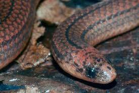 Image result for Atractus cerberus