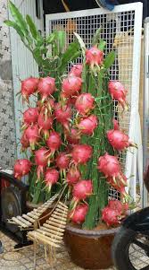 Maybe you would like to learn more about one of these? Dwarf Dragon Fruit Plant Bonsai Plants Nursery