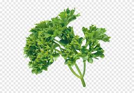 cilantro del perejil vegetales de hoja comida png pngegg perejil vegetales de hoja comida png