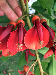 Image result for Erythrina crista-galli