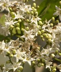 Image result for Ehretia obtusifolia