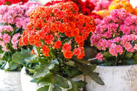 💧 Why Are My Walking Kalanchoe Leaves Mushy?