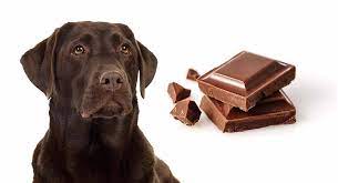 Dog Ate Chocolate Symptoms Toxicity And What You Should Do