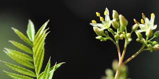 Image result for Kirkia