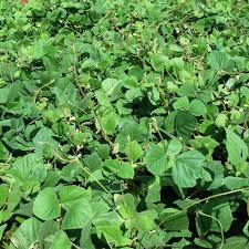 Tanaman penutup dapat digarap kembali ke tanah untuk meningkatkan nutrisi atau kandungan organiknya. Benih Tutup Bumi Kacang Penutup Bumi Cover Crop Seeds Pj Cm Combo 100g Shopee Malaysia