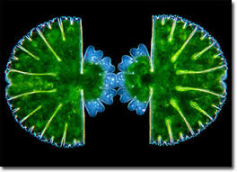 Image result for Micractis