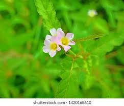 Image result for Melochia