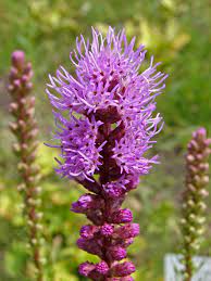 Liatris Wikipedia