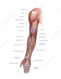 Medical definition of median cubital vein: Median Cubital Vein Keyword Search Science Photo Library