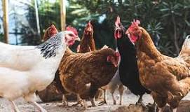GALLINAS DE TRASPATIO