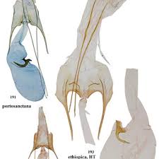 Image result for Lopholaena sp.no.1