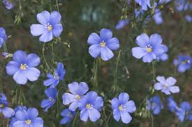 See more ideas about blue flowers, flowers, planting flowers. 8 Different Types Of Perennial Flax Flowers Home Stratosphere
