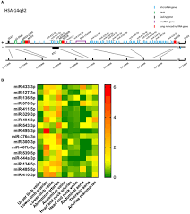 Leider ist der drucker ( hp deskjet 930c ) schon uralt und auf der herstellerseite gibt es keinen treiber für windows 7 zum runterladen. Frontiers Mirmap Profiling 14q32 Microrna Expression And Dna Methylation Throughout The Human Vasculature Cardiovascular Medicine