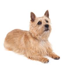 It is a pert, independent, amusing. Norwich Terrier Breed Information Characteristics Heath Problems Dogzone Com