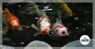 I really don't like this meal. What Can You Feed Koi At Least One Of These Will Surprise You