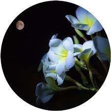 Check spelling or type a new query. The Mysterious Moon Garden March 9 2021