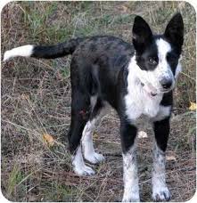 Black And White Spotted Blue Heeler Found On Petfinder Bc Heeler Mix Puppy Cattle Dog Smartest Dogs Dog Daycare