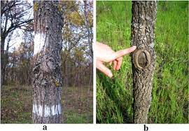 A Review Of Black Walnut Juglans Nigra L Ecology And Management In Europe Springerlink
