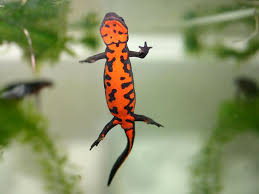 They are typically kept in a terrarium or vivarium. 0542 Jpeg 700 525 Easy Pets Reptiles And Amphibians Newt