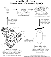 Butterflies Of Missouri Missouris Natural Heritage