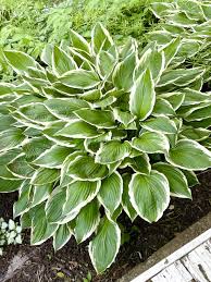 Shady Places Hosta Mix | Gurney'S Seed & Nursery Co.
