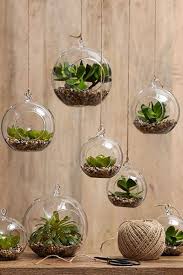 Top 10 Succulent Decorating Ideas Hanging Air Plants Plants Mini Garden