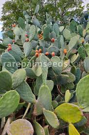 The pads are typically about one inch thick and six to 12 inches in length with an oblong, rounded shape. Opuntia Ficus Indica Prickly Pear Cactus Buy Seeds At Rarepalmseeds Com