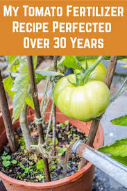 Epsom salt fertilizer :use in place vegetable plants,rose plant, peppers,houseplants. My Tomato Fertilizer Recipe Perfected Over 30 Years Tomato Fertilizer Fertilizer For Plants Growing Tomatoes