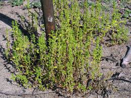 Image result for Dysphania pumilio