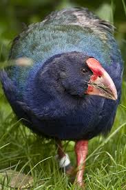 Pin On Birds