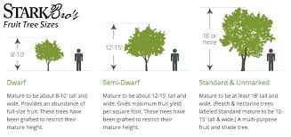 cherry tree polination self pollinating cherry trees seeds