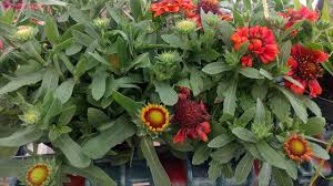 Reduto.com has been visited by 100k+ users in the past month The Best Florida Native Plants For Your Garden