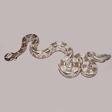 Caulker cay boas (boa constrictor imperator) are possibly the smallest race of common boa. Homegrown Constrictors Captive Bred Boa Constrictors
