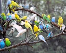 Pin By Danielle Morris On Daddy S House Decor Animals Pet Birds Cute Animals
