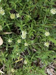 Image result for Spermacoce ruelliae