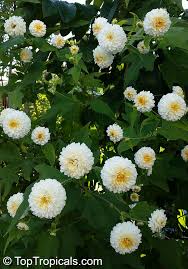 Montanoa bipinnatifida (kunth) k.koch, wochenschr. Montanoa Bipinnatifida Tree Chrysanthemum Pom Pom Tree Toptropicals Com
