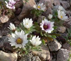 Image result for Monopsis stellarioides