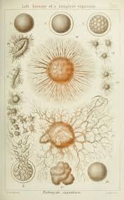 Ernst haeckel, scientist, philosopher and artist, made a significant contribution to early evolutionary theory, and was profoundly influential on the fine and decorative arts of his time. Ernst Haeckel Evangelist For Evolution And Apostle Of Deceit Creation Com