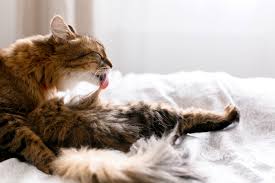 I try to gently stop her when i see her doing this, but many mornings i will find clumps of my cat does something similar. Why Do Cats Pull Out Their Fur And How To Stop It All To Do With Cats