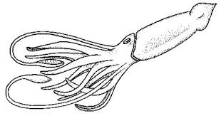 Maybe you would like to learn more about one of these? Pin Von Chrisc Auf Squid Ocotpus Art For B Present Ausmalbilder Ausmalen Bilder