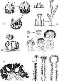 Image result for Physotrichia