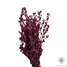 Image result for Secamone retusa