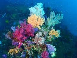 Stunning Underwater Plants And Sea Life On The Ocean Floor Sea Plants Underwater Plants Sea Life