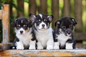 In a group of animals (usually a litter of animals born in multiple births), a runt is a member which is significantly smaller or weaker than the others. Does Every Litter Have A Runt Petset Com