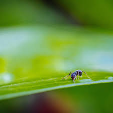 Image result for Hetaeria tetraptera