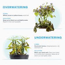 It is important to purchase fresh flowers (visually they should appear to be just breaking into bloom). How To Revive A Plant Proflowers